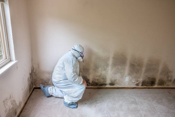 Best Industrial Mold Remediation in Norwalk, IA